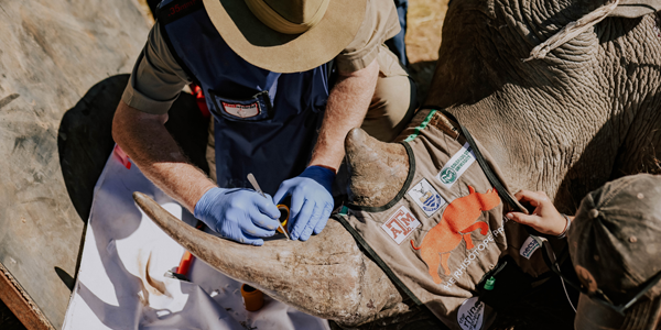 The Rhisotope Project successfully treated 29 rhinos with radioisotopes to protect them against poaching.